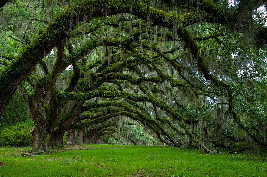 avenue-of-oaks-at-dixie-plantation-in-south-carolina