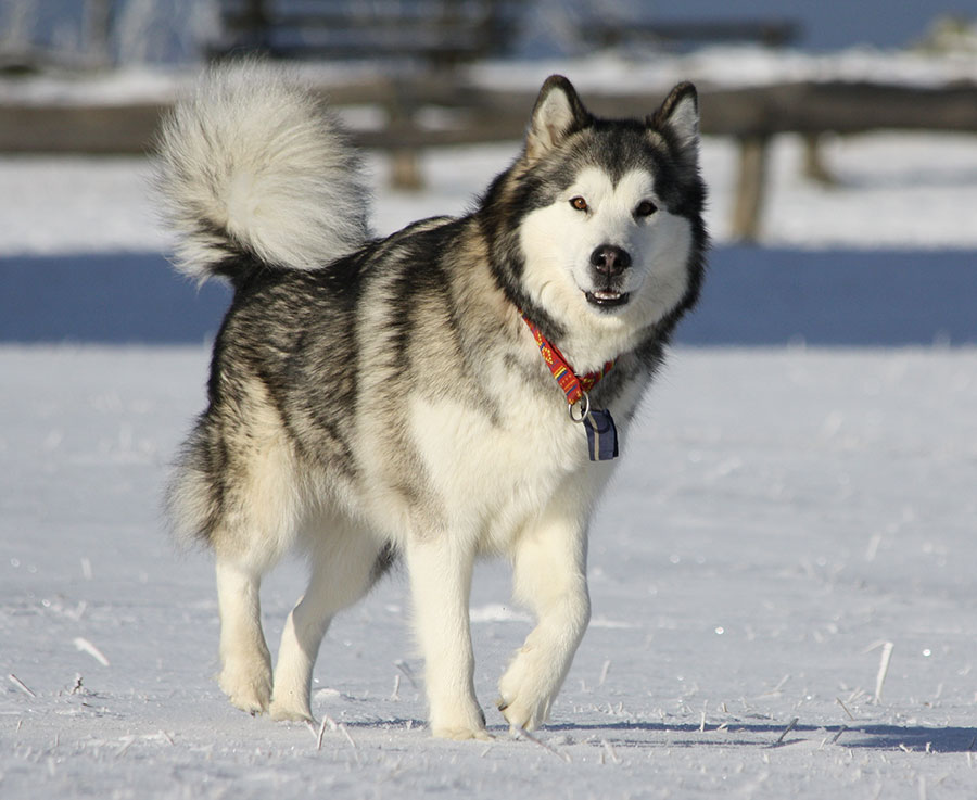 malamute-de-lalaska-2