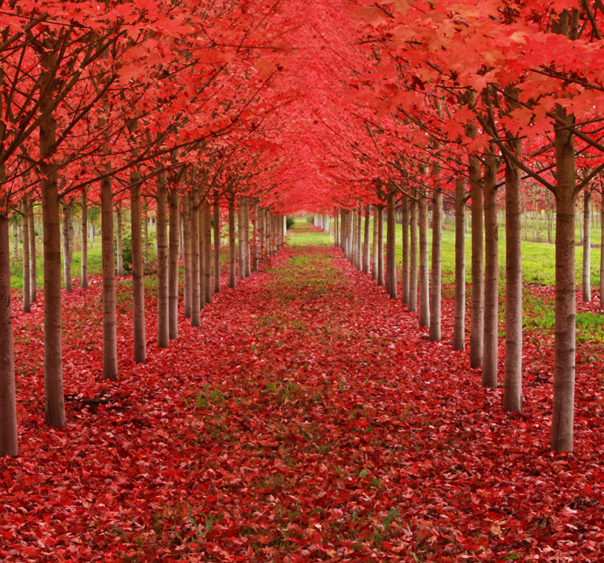 maple-tree-tunnel-in-oregon
