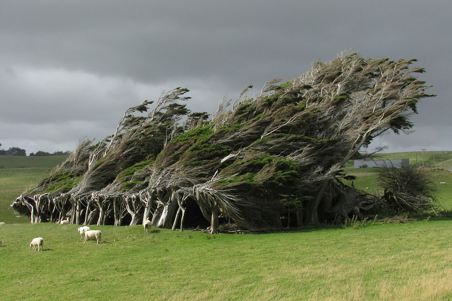 wind-swept-trees-in-new-zealand