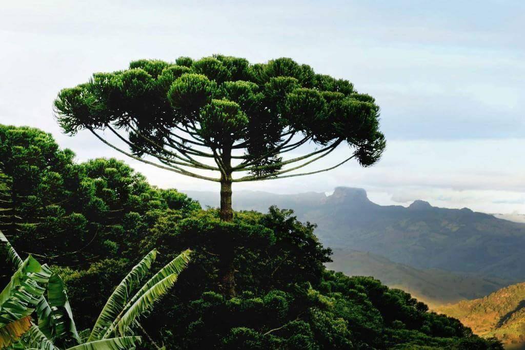 araucarias