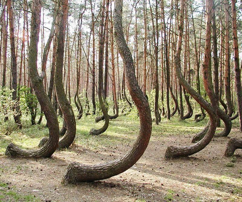 Les arbres qui ne voulaient pas mourir * - Page 3 Hoia-baciu-forest-roumanie