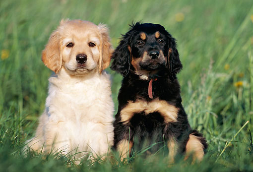hovawart-puppies