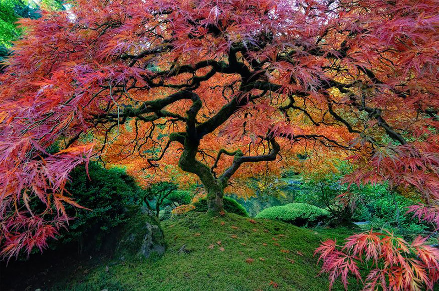 japanese-maple-portland-oregon