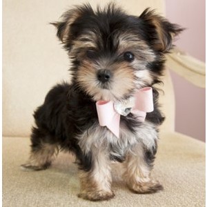 morkie-male-puppy