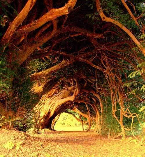 yew-tunnel