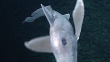 Vidéo : Des scientifiques ont réussi à filmer un requin fantôme