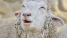 10 conseils d&rsquo;un mouton marocain très sage, mais &lsquo;mferwe7&rsquo; 