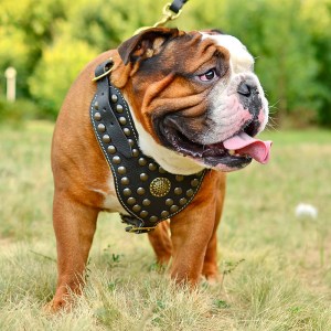 Bulldog anglais