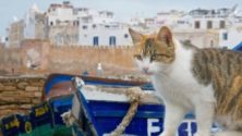 8 preuves que chaque Marocain a besoin d’un chat