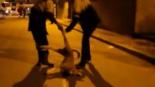 Maroc : Très bientôt la fin de l&rsquo;abattage des chiens errants