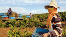 Des pesticides cancérigènes dans les fermes marocaines
