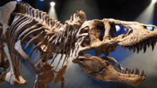 Des météorites et des fossiles de dinosaures marocains en vente sur Internet
