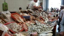 3500 km de côtes maritimes et 230 dh le kilo de poisson, comment et pourquoi ?