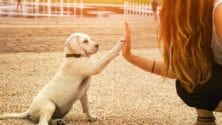 Le gouvernement a pris sa décision… et la gent canine est concernée