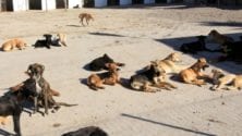 L’abattage des chiens au Maroc, une politique qui n’en finit jamais