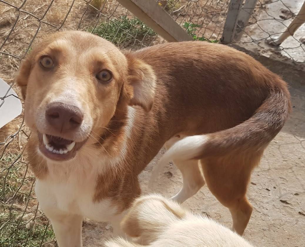 Animal de compagnie 5 raisons pour adopter au lieu d