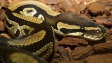 À Bab Sebta, un voyageur a tenté d&rsquo;introduire illégalement des pythons au Maroc
