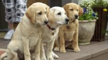 Les animaux auront leur premier salon ”Animaly” à Casablanca