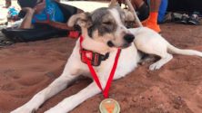 Cactus, ce chien nomade du Maroc qui a participé à une course mondiale