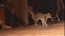 Quand un chat marocain urine sur une robe d&rsquo;une invitée au défilé de Dior