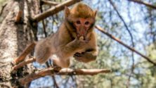 Quand un singe provoque la terreur des marocains…