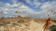 Une invasion de criquets menacerait la région de Marrakech