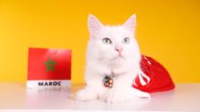CAN 2019: Mimi le chat délivre son pronostic du match Maroc/Côte d&rsquo;Ivoire