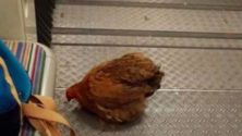 Un jeune marocain fait le buzz en France grâce à une poule !