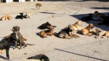 Les animaux errants du Maroc seront désormais stérilisés et vaccinés !