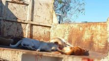 Dar Bouazza tâchée du sang des chiens errants !