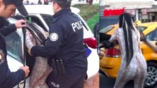 Vidéo: Elle serait marocaine et vient de semer la zizanie à Istanbul…