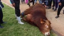 Un taureau a semé la zizanie à Rabat, ayant même blessé deux personnes