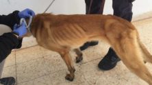 Les Etats-Unis récupèrent leurs chiens au Maroc pour maltraitement !