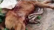 Vidéo: Près de 30 chiens tués et massacrés par des bergers à Rabat