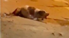 Vidéo: L’abattage d’un chien à El Hoceïma indigne la toile…