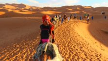 Une touriste américaine porte plainte contre « TripAdvisor » à cause d’une chamelle Marocaine