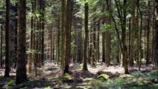 Deux marocains tuent une jeune femme enceinte et l’enterrent dans une forêt…