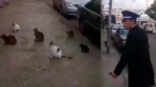 Vidéo: Un policier appelle les marocains à prendre exemple sur les chats