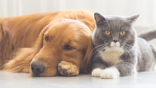 Les chats et chiens ne doivent pas être désinfectés avec du javel et gel hydroalcoolique