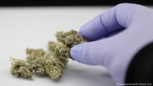Après la nicotine, une étude démontre que le cannabis pourrait protéger du Coronavirus