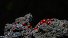 Voici comment la coccinelle est devenue porte-bonheur au fil du temps
