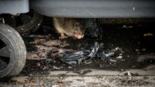 À Marrakech, les rats et souris ont envahi un célèbre quartiers