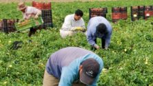 Le Portugal accorde des permis de travail aux immigrants illégaux marocains