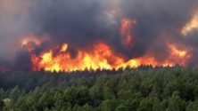 Vidéo : Les flammes dévorent une forêt à Berkane