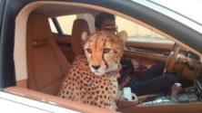 6 faits insolites que vous ignorez sur Dubaï