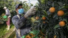 Plus de la moitié des travailleurs marocains n’ont aucun diplôme en 2020