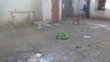Plusieurs chiens blessés dans le refuge Adan à Rabat
