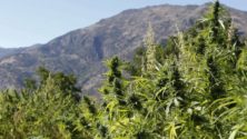 Voici les détails du projet de loi concernant la légalisation du cannabis au Maroc