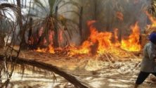 Un incendie ravage 200 palmiers de l’oasis de Tighmert